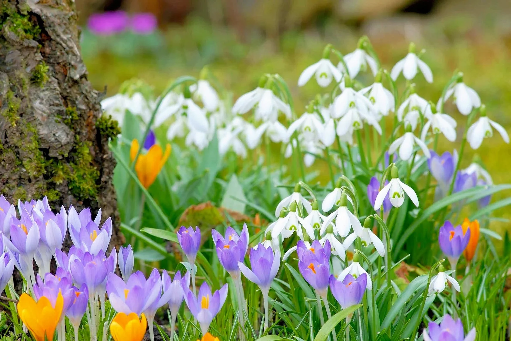 Die Schneeglöckchen sind für mich das erste klare Weiß. Sie brechen durch, ohne Lärm, und zeigen, dass Neubeginn keine Erlaubnis braucht. Schneeglöckchen und Wiese, mit lilane Blüten und gelbe Blüten.