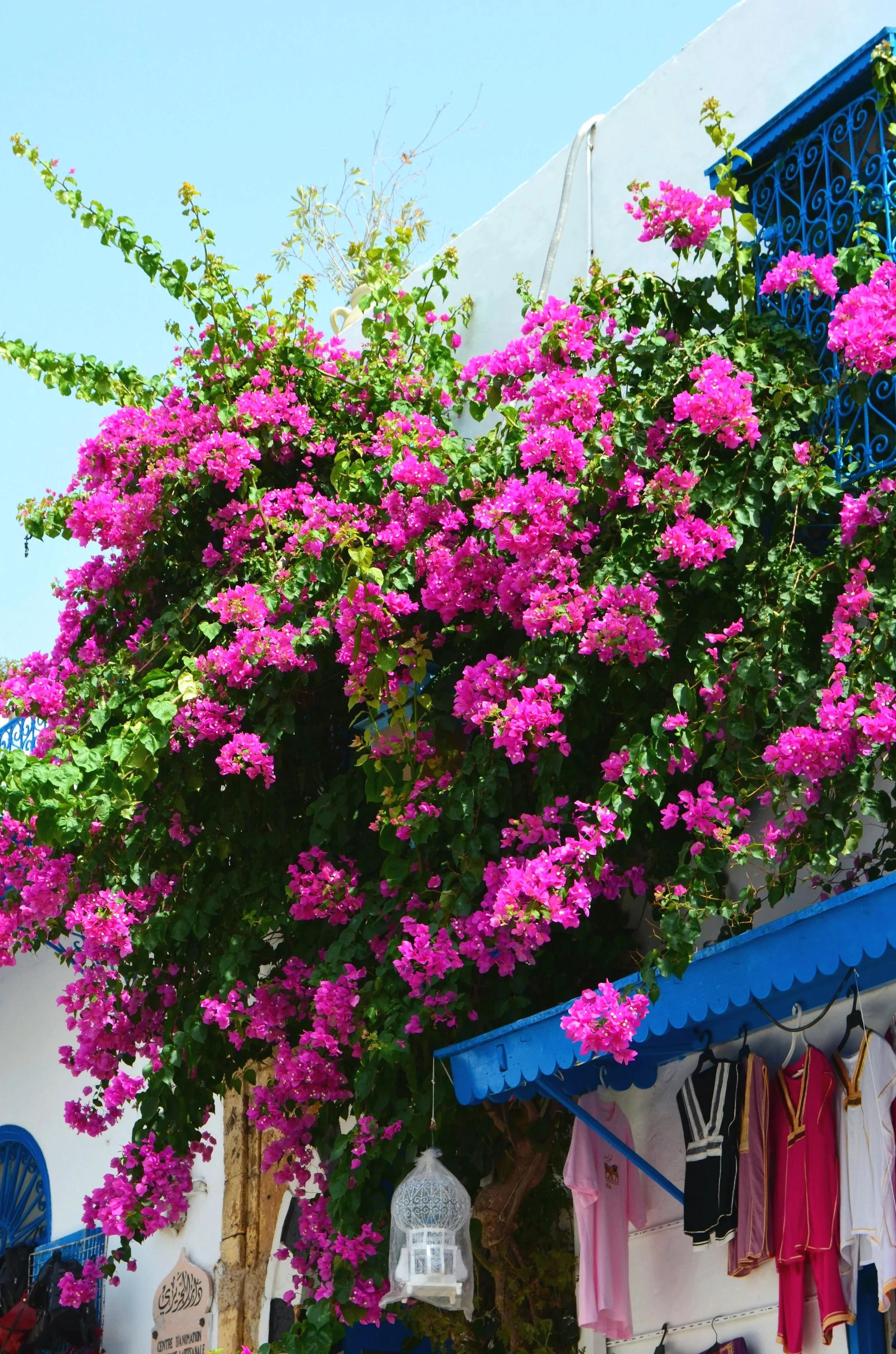 Die Bugambilias sind für mich warmes mexikanisches Rosa. Wenn sie über Mauern wachsen, bringen sie eine Energie in die Stadt, die man nicht übersehen kann. Sie erinnern mich daran, wie Farbe Räume verändert. Bugambilias auf eine Mauer.