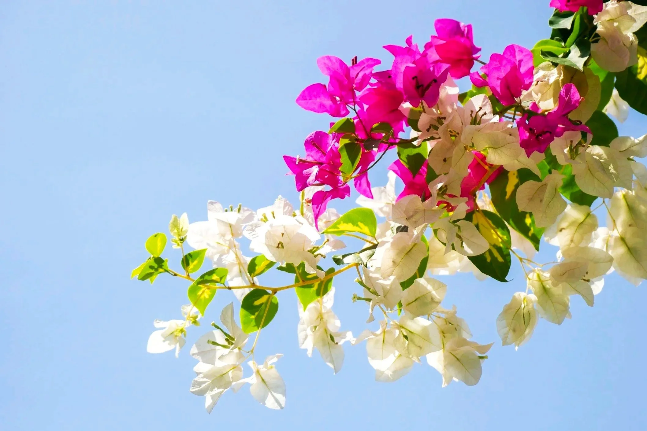 Bugambilias pink und weiß mit blauer Himmel und Creative Promt