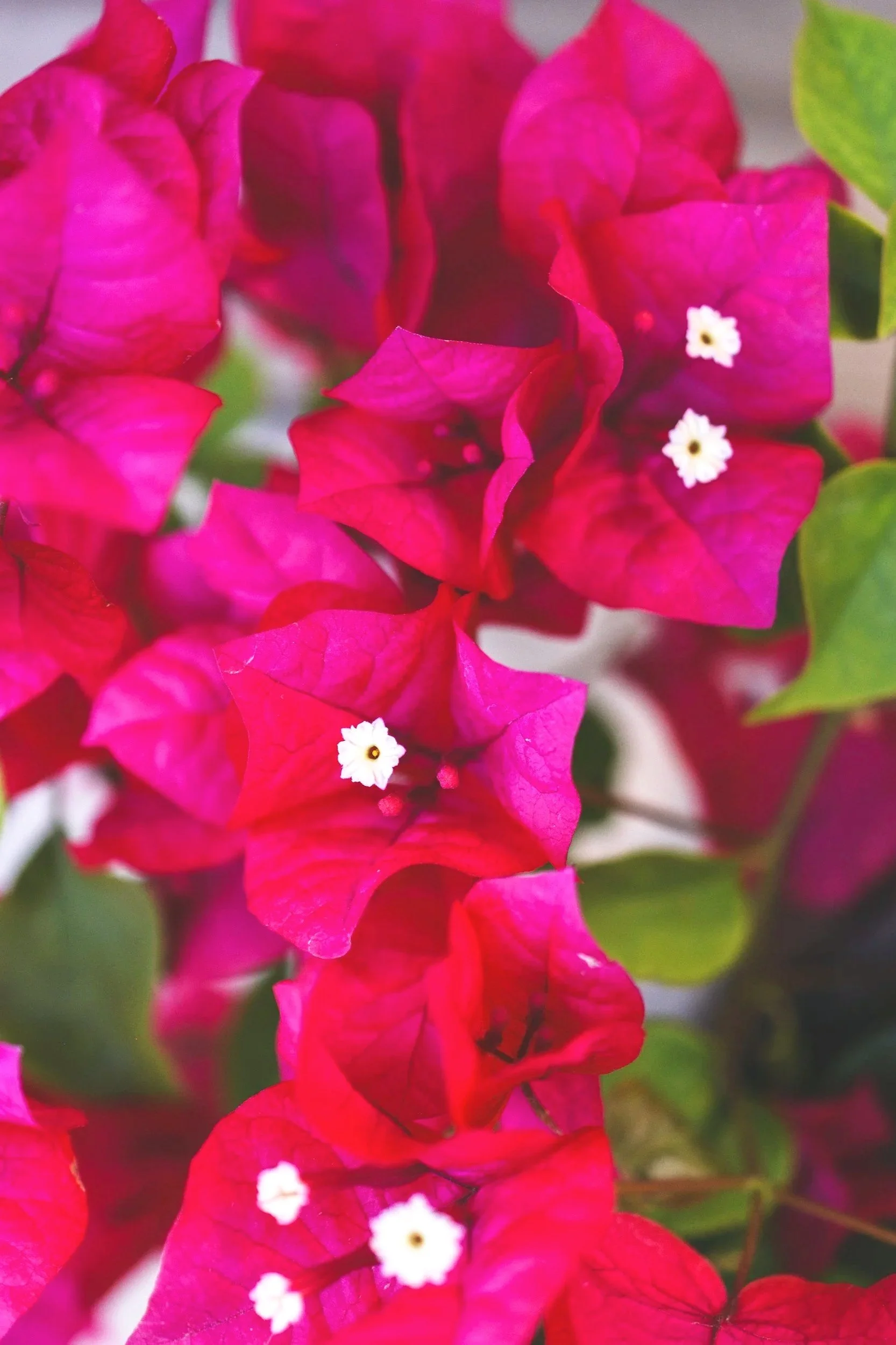 Bugambilia Blüte in Magenta