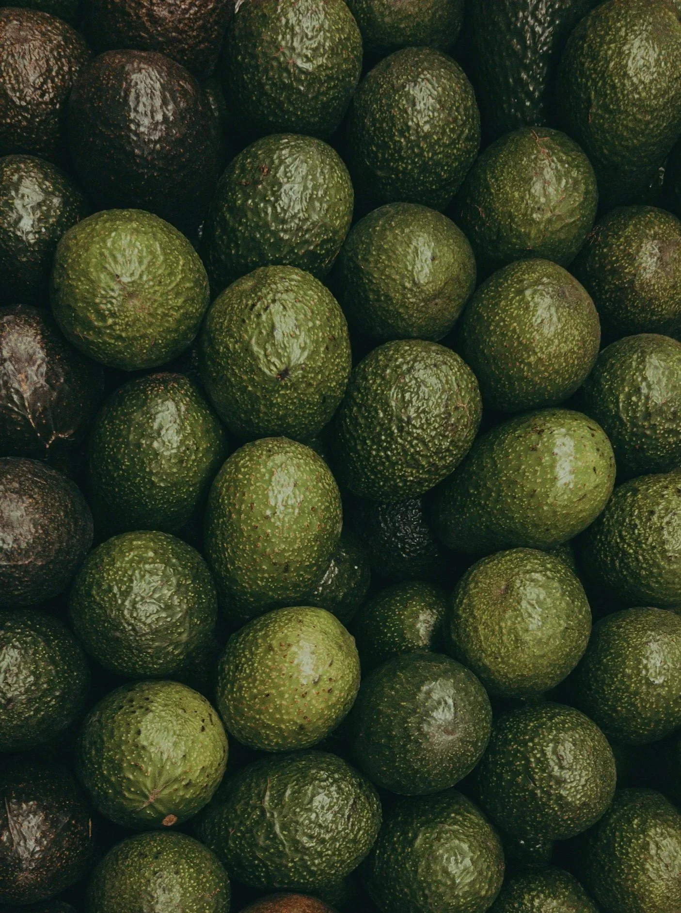 Staude mit vielen grünen Avocados.