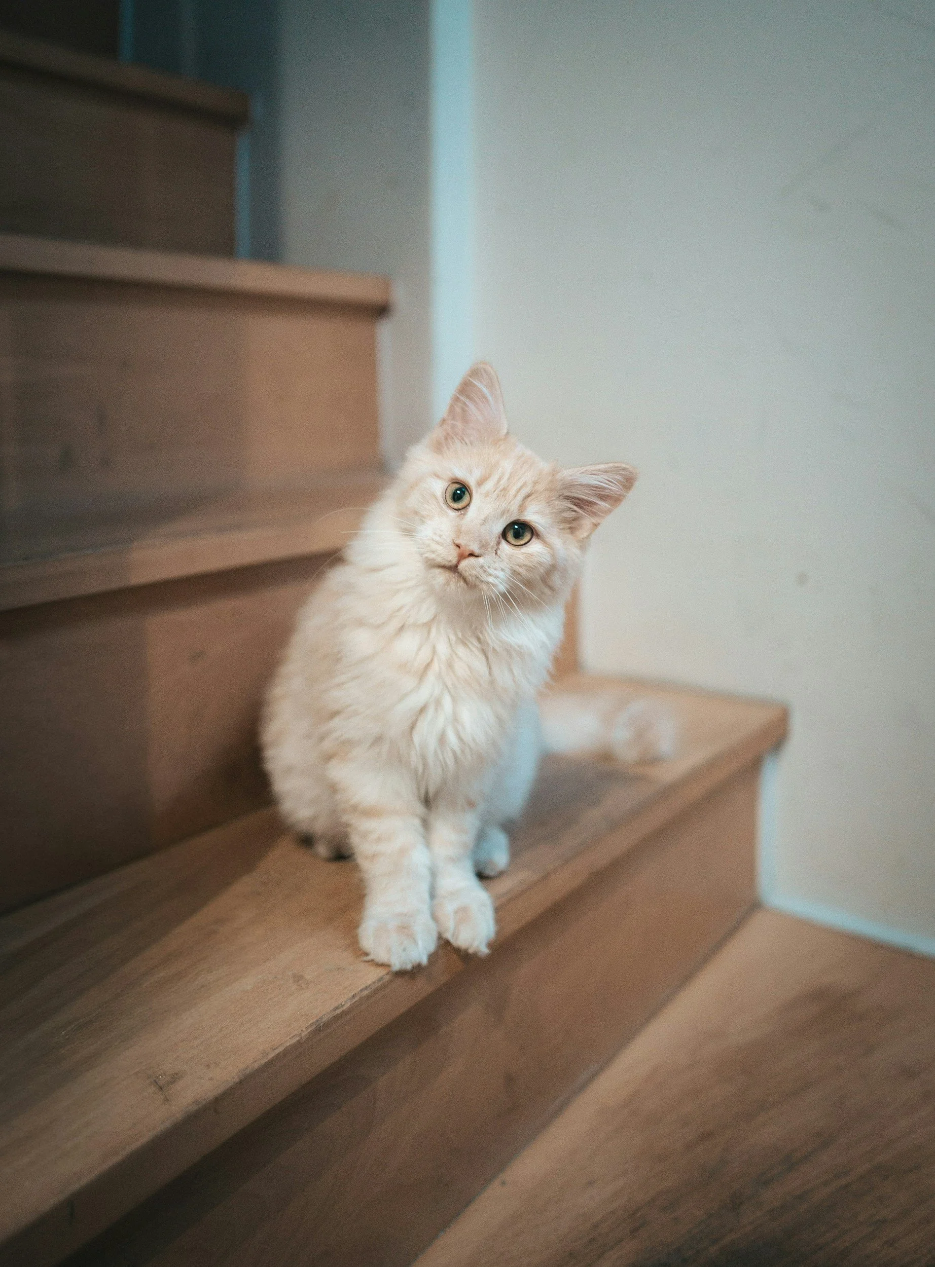Un chat beige clair assis sur une marche en bois d'un escalier intérieur.