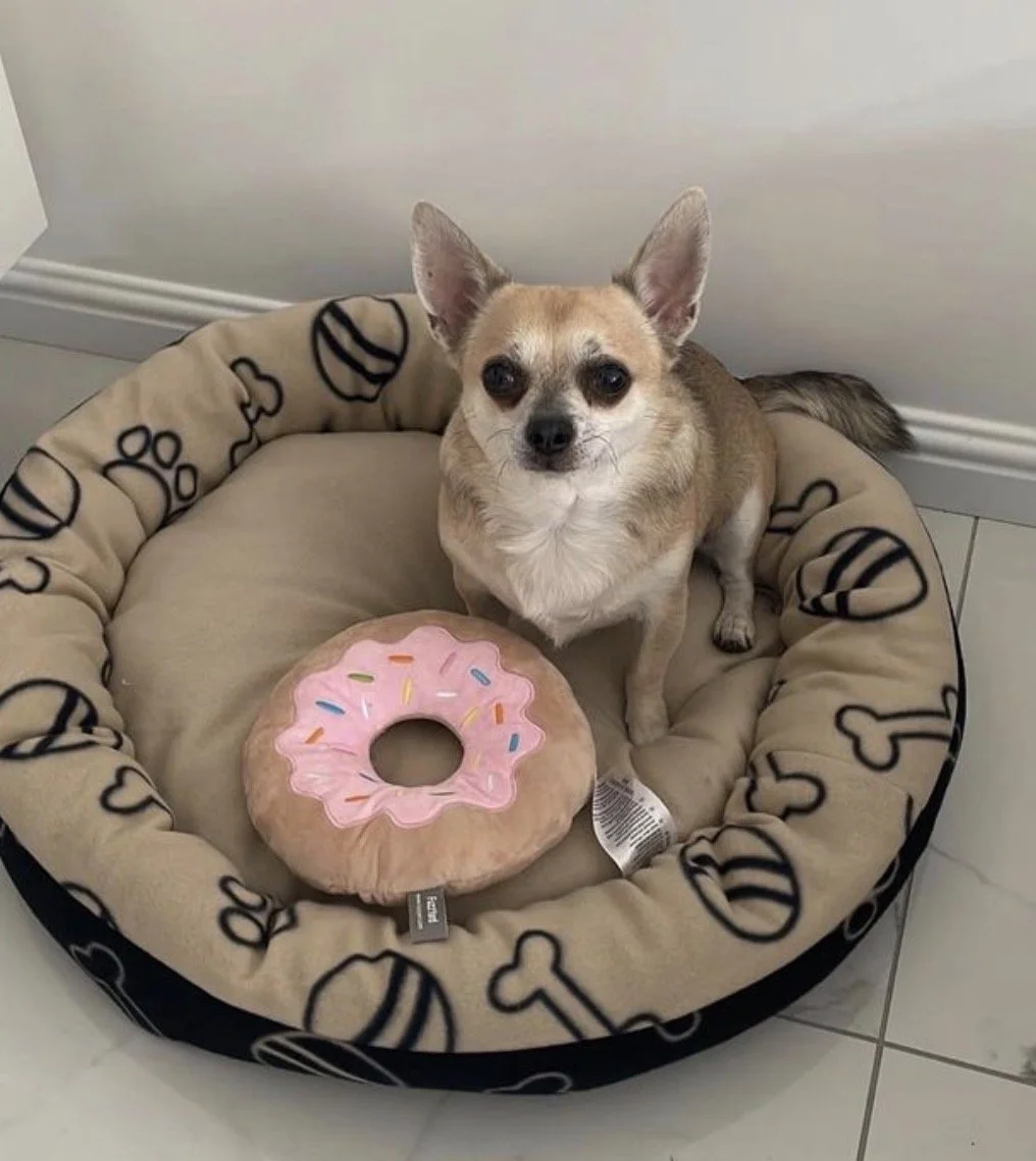 Un petit chien assis dans un lit pour chien, à côté d'un jouet en forme de beignet en peluche. Le lit est beige avec un motif de os et de nourriture pour chiens.