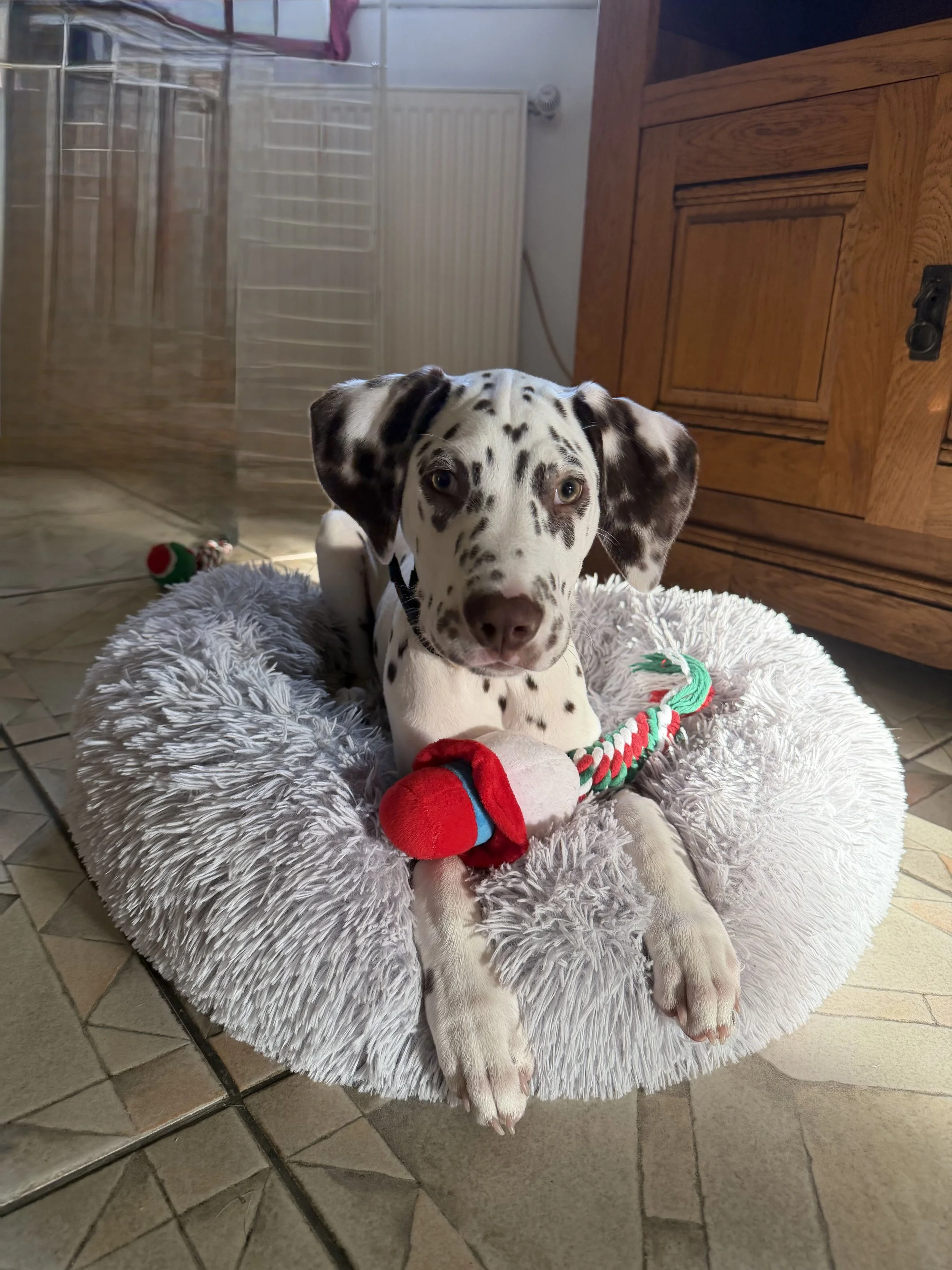 Pongo, un chiot dalmatien de 6 mois.
Tout le monde tombe sous son charme 🤍🖤