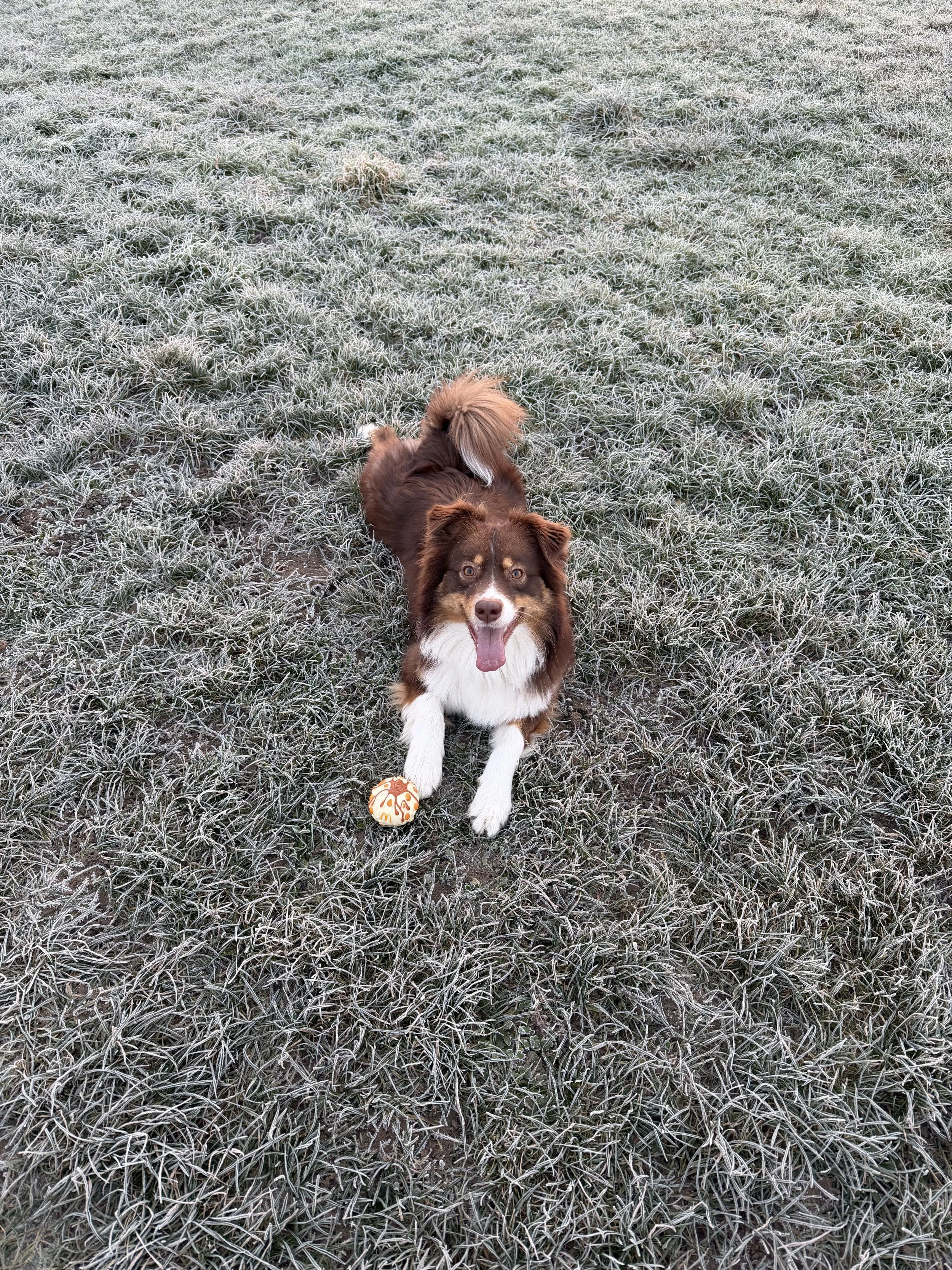 Mía 💛
Adorable berger australien de 2 ans, douce et très sociable. Compatible avec les petits chiens, elle adore jouer, partager et faire de gros câlins. Un vrai amour à quatre pattes 💛🐶