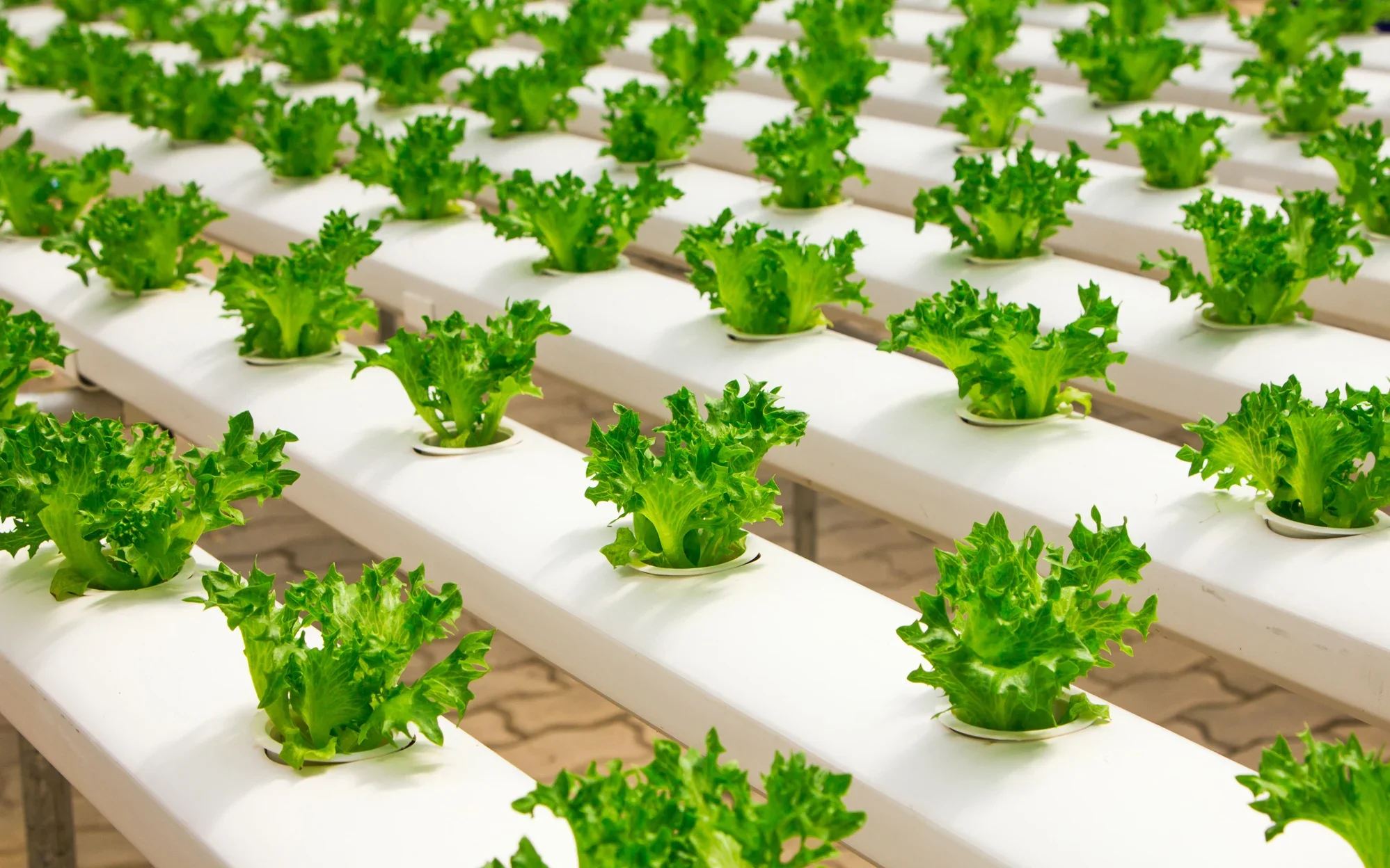 The Future of Food