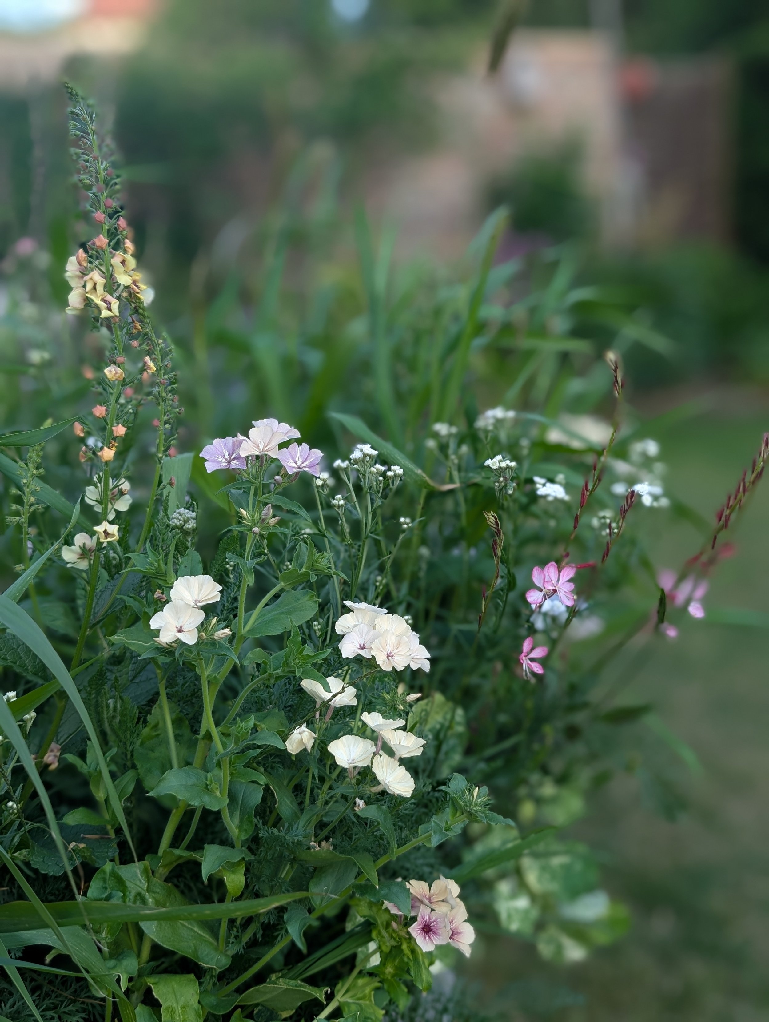 Achillea, verbascum, phlox, oenothera