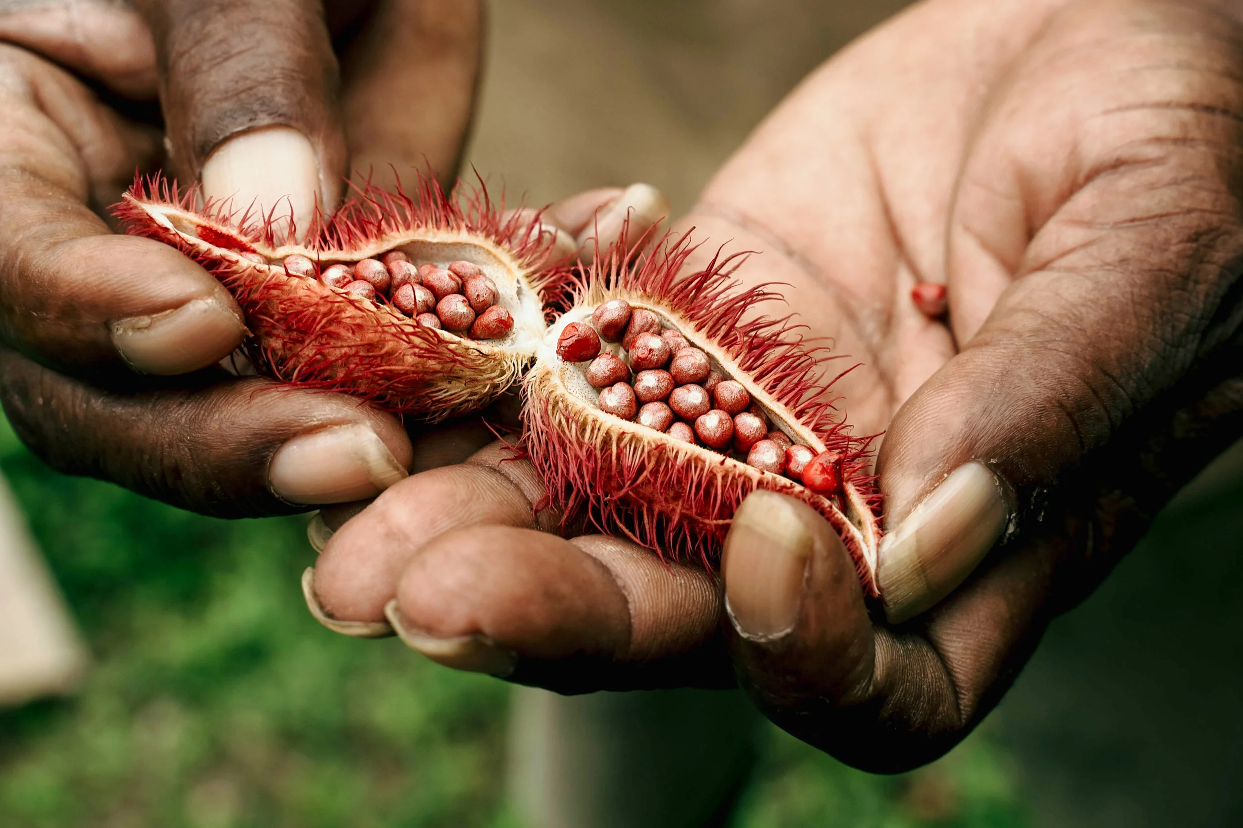 Close-up of dark-skinned hands holding a split-open red rambutan fruit showing shiny red seeds inside.