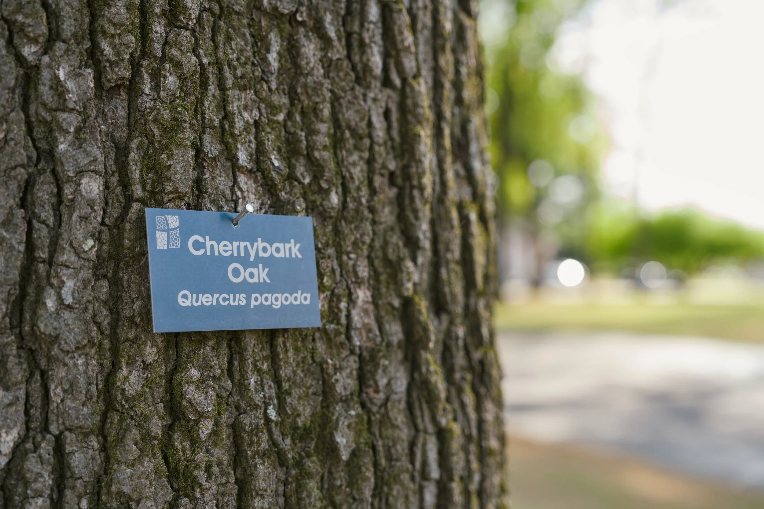 Close-up of a tree trunk with a blue informational sign that reads 'Cherrybark Oak Quercus pagoda'. The background is blurred with green trees and a sunny outdoor setting.