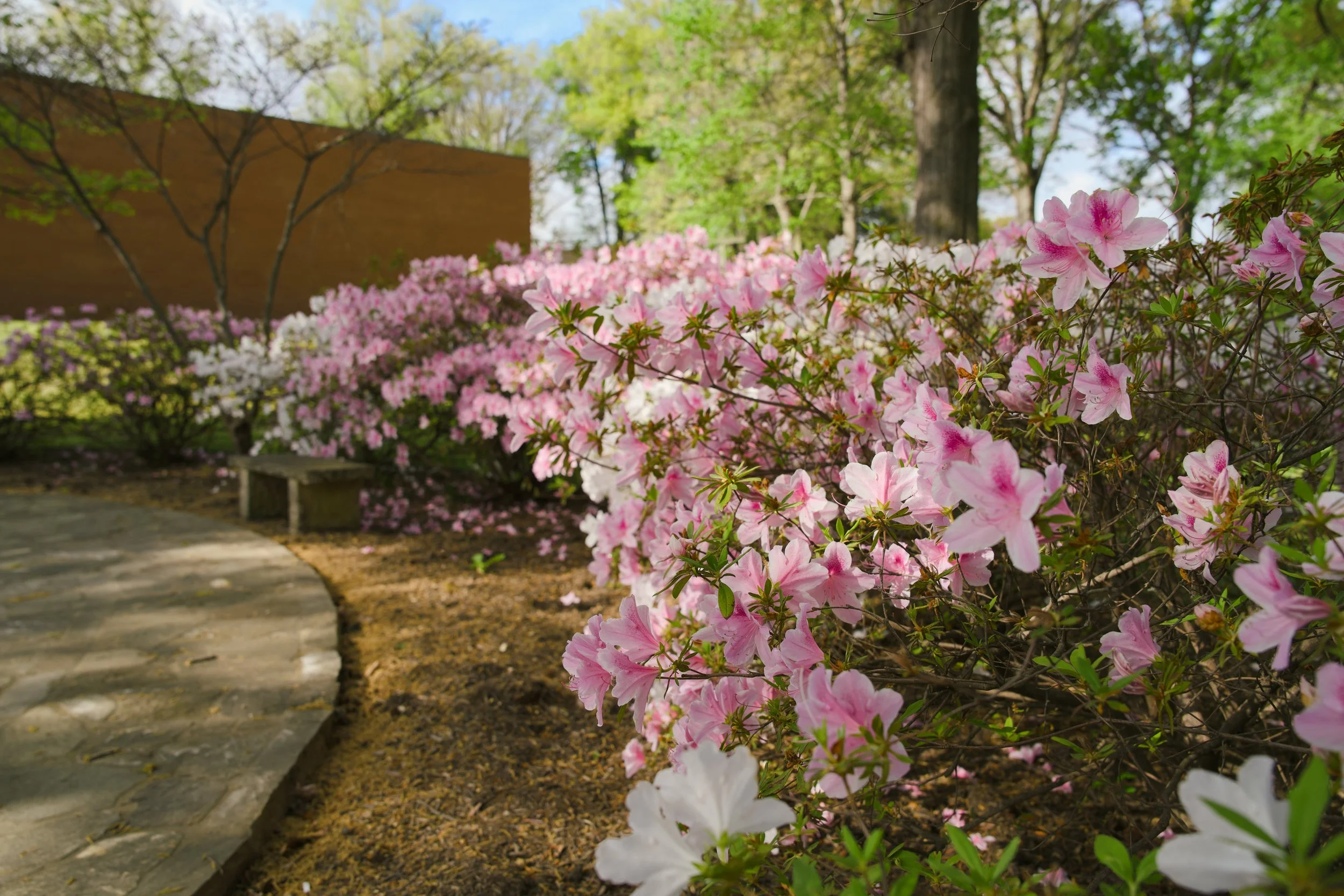 Pink and white azalea bushes along a curved pathway in a garden with trees and a brick building in the background.