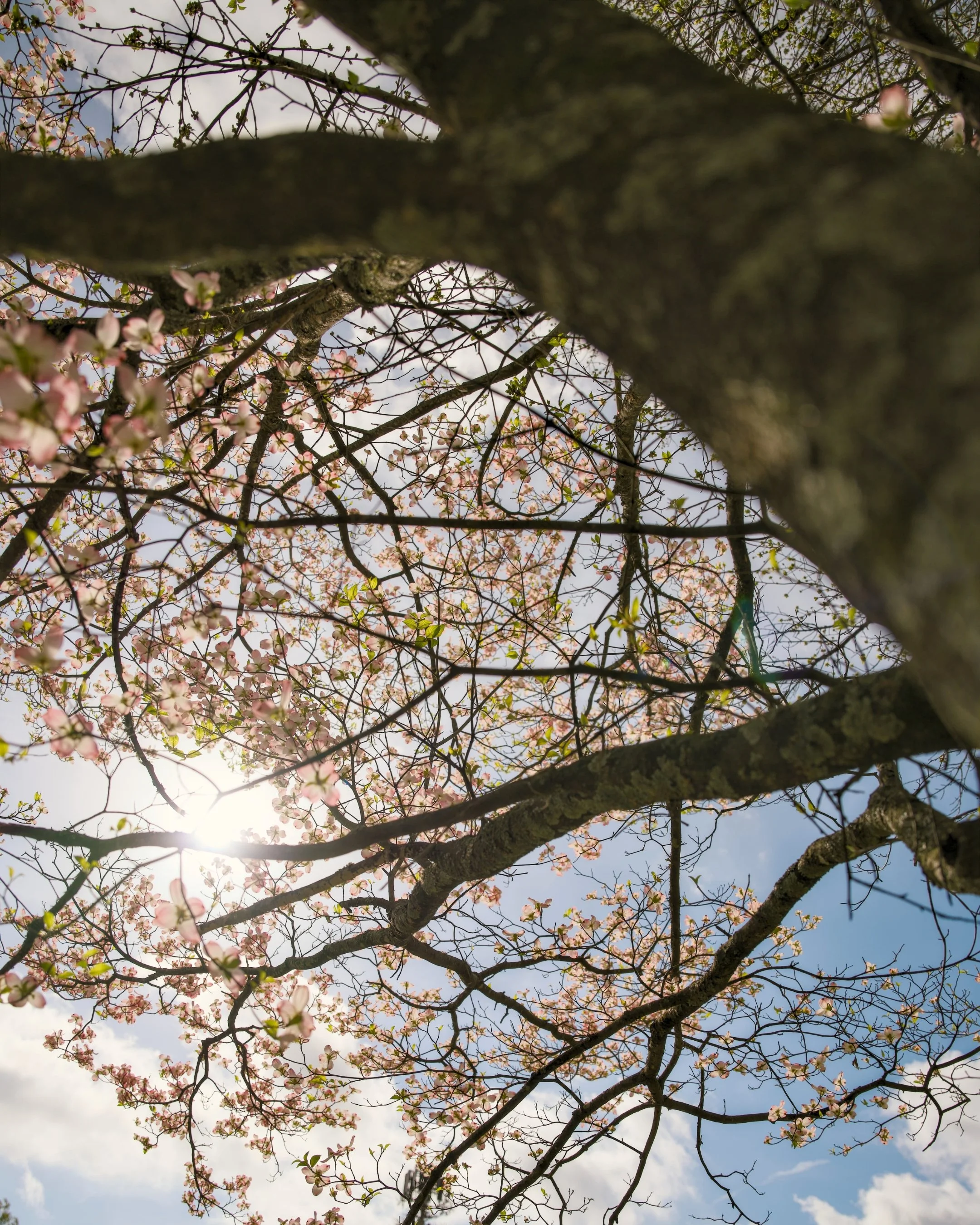 View from below of a tree with pink blossoms, sunlight shining through the branches, and a partly cloudy sky.