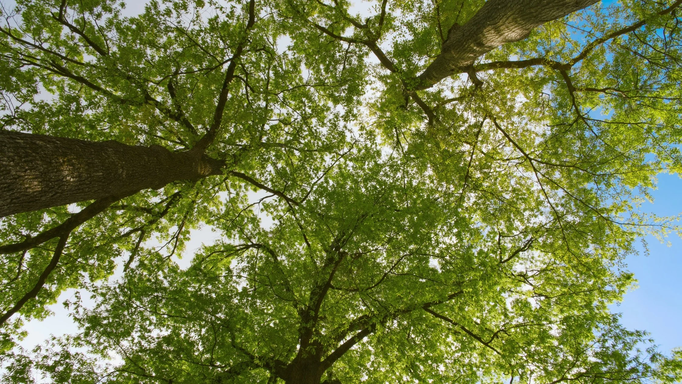 Looking up at the green canopy of tall trees against a partly cloudy blue sky.