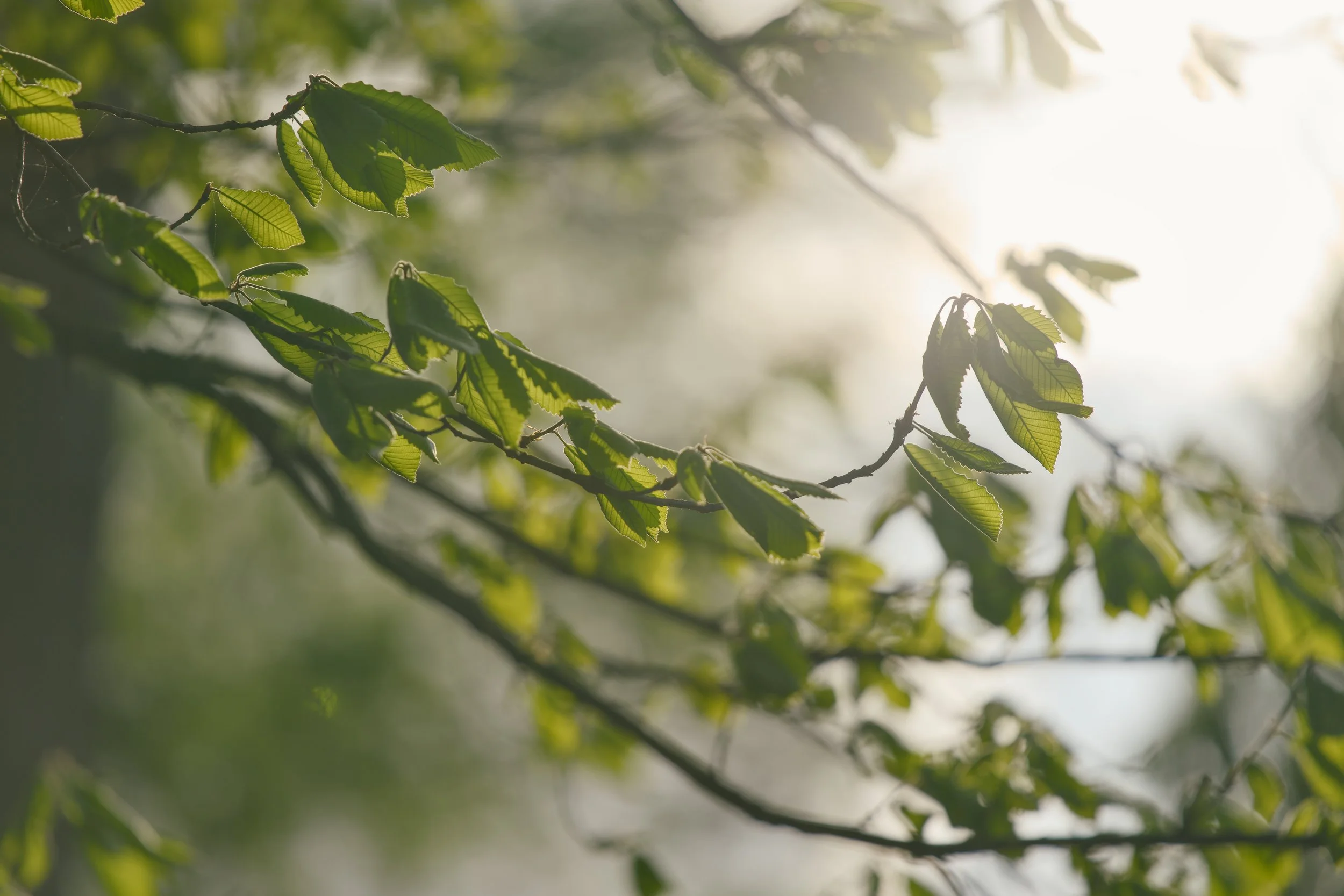 Sunlit green leaves on a tree branch in a natural outdoor setting.