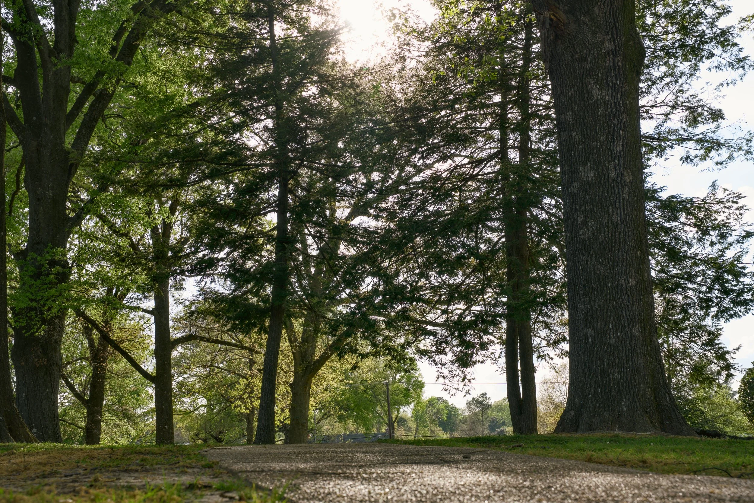 A park with large trees, sunlight filtering through the leaves, and a paved pathway in the foreground.