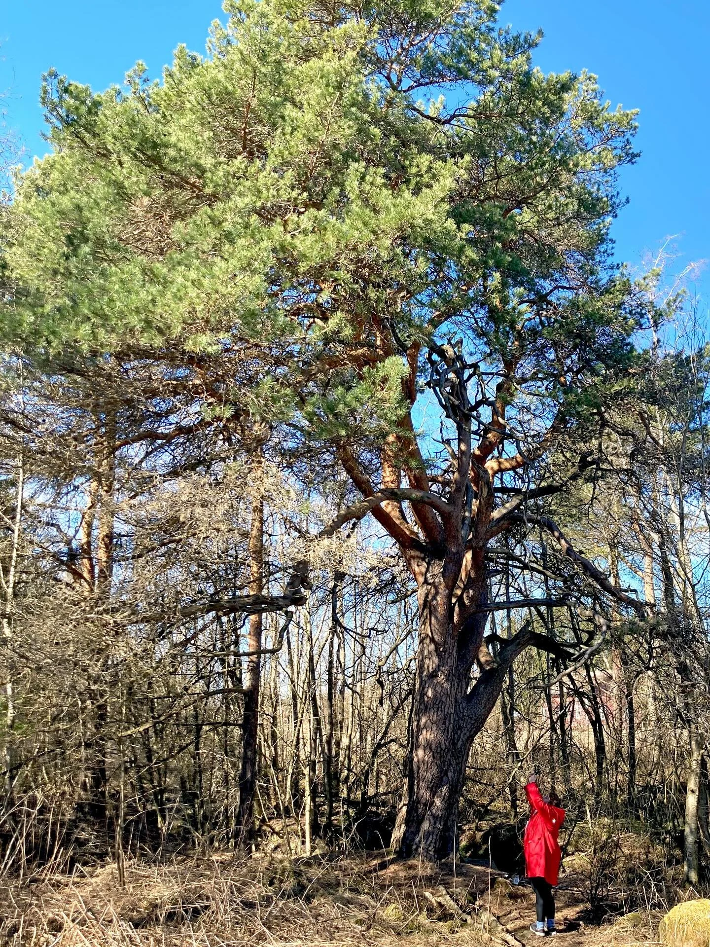 Tiimin pieni kentt&auml;reportaasi: l&ouml;ysimme, ihastelimme ja kuvasimme. Kuulimme samalla pari upeaa uutta puumuistoa. 🌳💚

Ps. Punainen puku paras puiden bongauksessa? 🤩

- Marika

#ikipuun_tarina #suojellutpuut #nivala #taiden&auml;yttely #lu