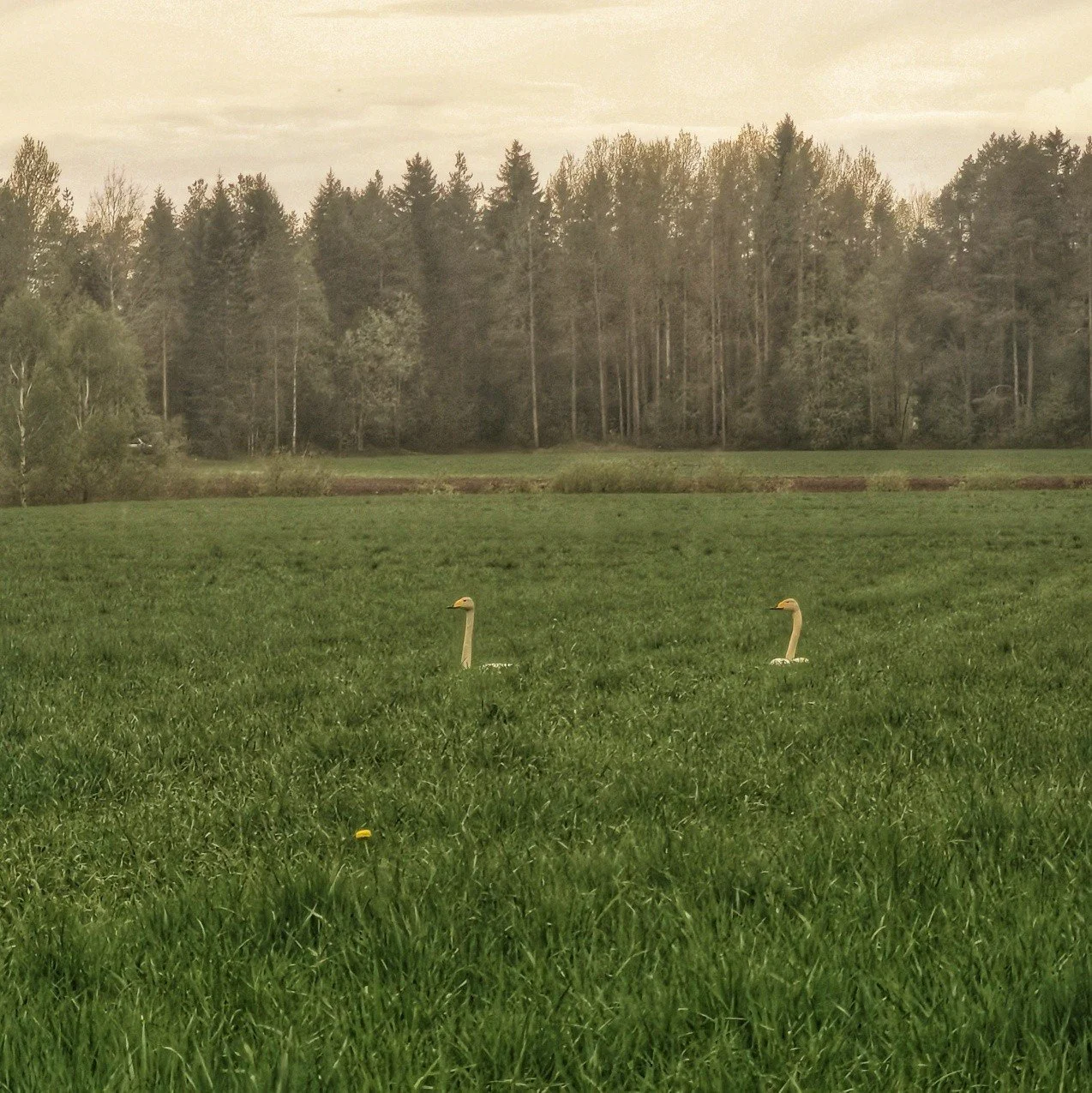 Tiimin pieni kentt&auml;raportti osa 2: Vartijajoutsenten tarkkailun alaisena.

- Emilia ja Marika