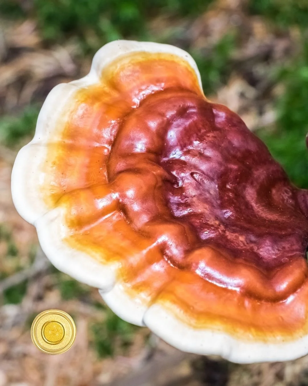 Medicinal Mushrooms: March 16 · 1-3 PM