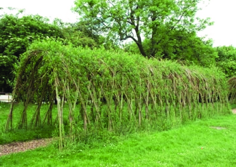 Hand weaving at Cabinteely Park - Live willow fence and tunnel