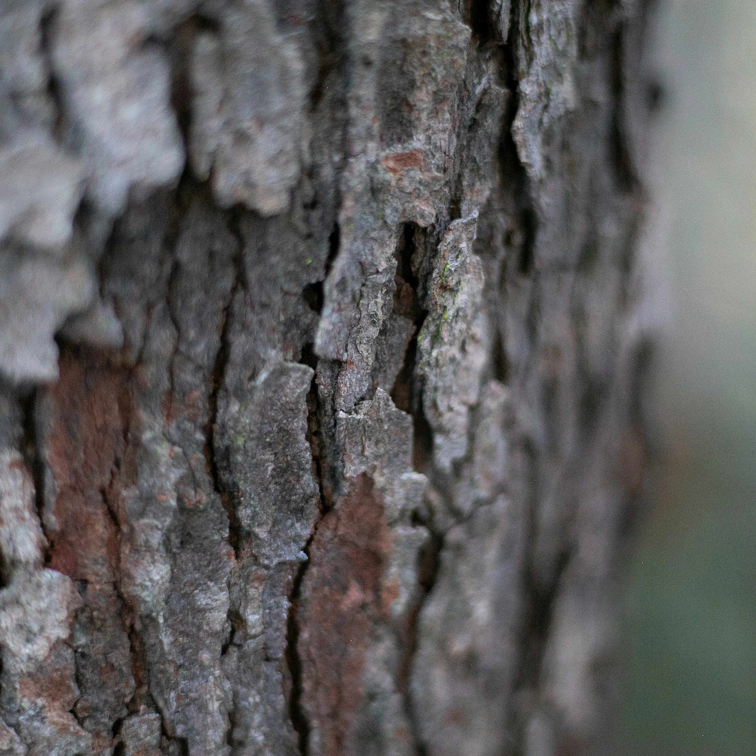 Close-up view of tree bark showing rough, textured surface with deep grooves and cracks.