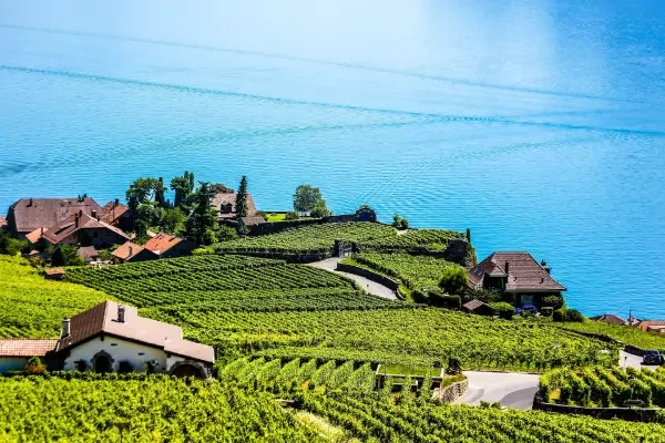 A scenic view of terraced vineyards on a hillside near Lausanne with lake geneva with clear blue water, some houses and greenery.