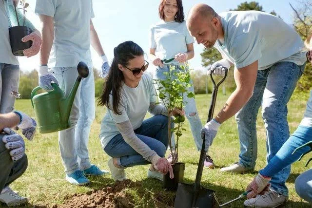 Planter des arbres - action team building collective