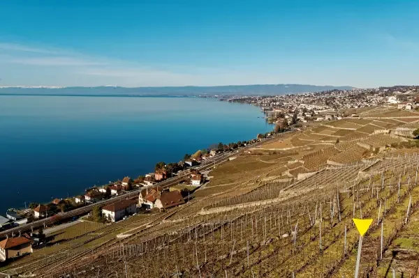 Aerial view of a large body of lake geneva beside a hillside vineyard with small houses and a town in the background under a clear blue sky.