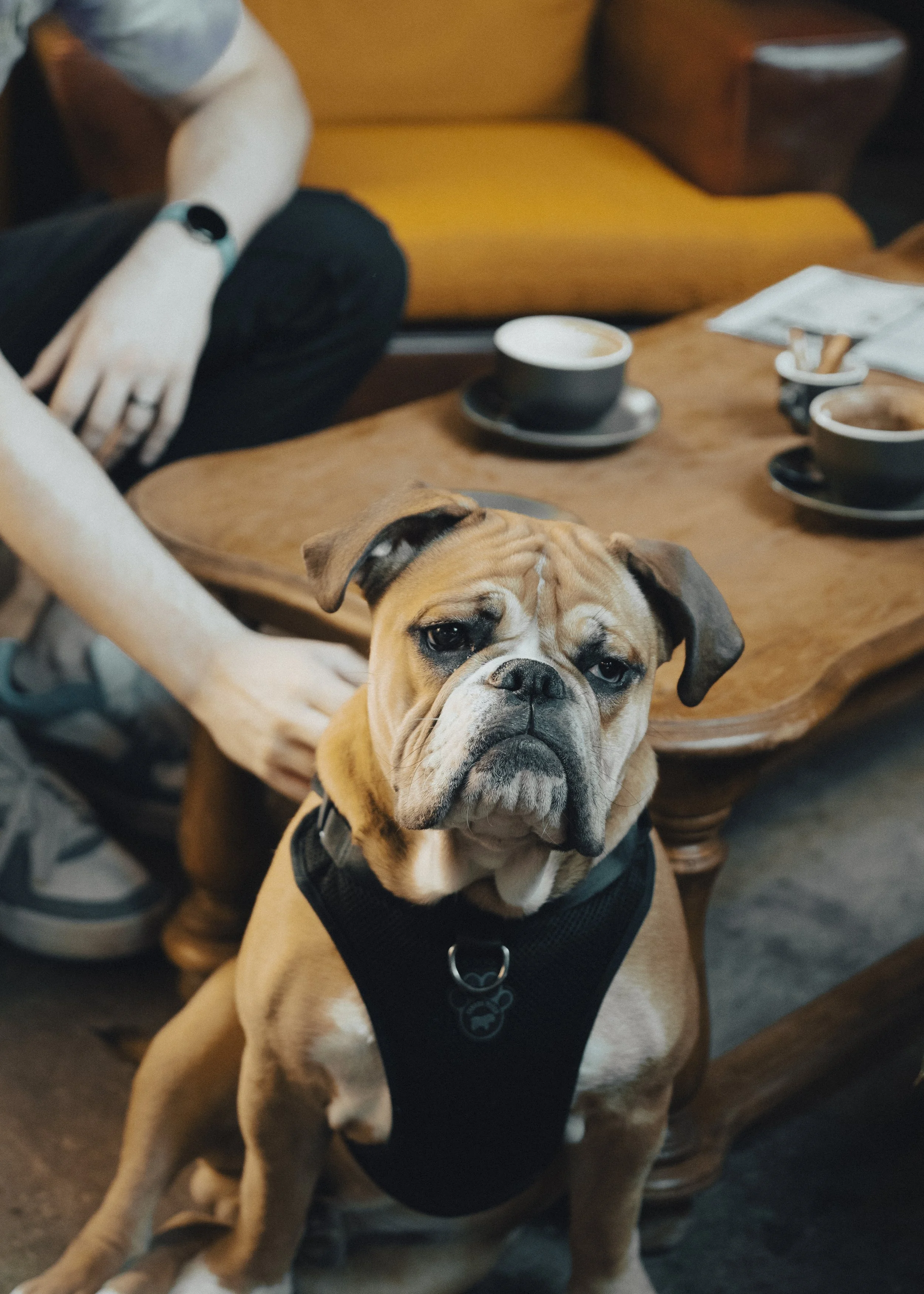A bulldog sitting on the floor in a cafe, looking directly at the camera, with a person sitting at a wooden table in the background and a yellow sofa.
