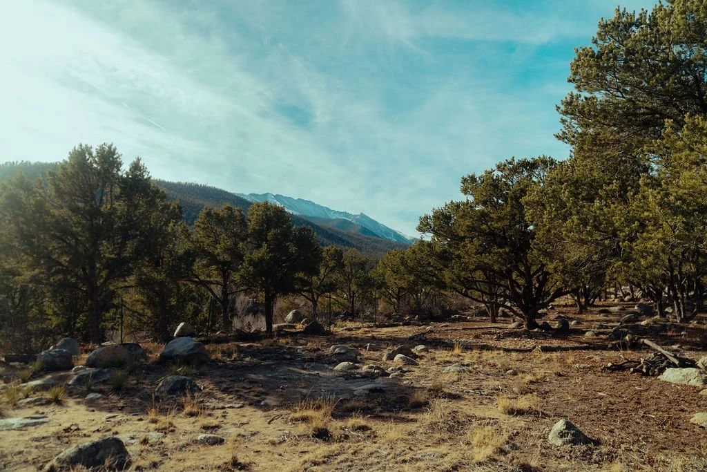 A dirt trail in a forested mountain area with tall trees and snow-capped peaks in the background, under a partly cloudy sky.