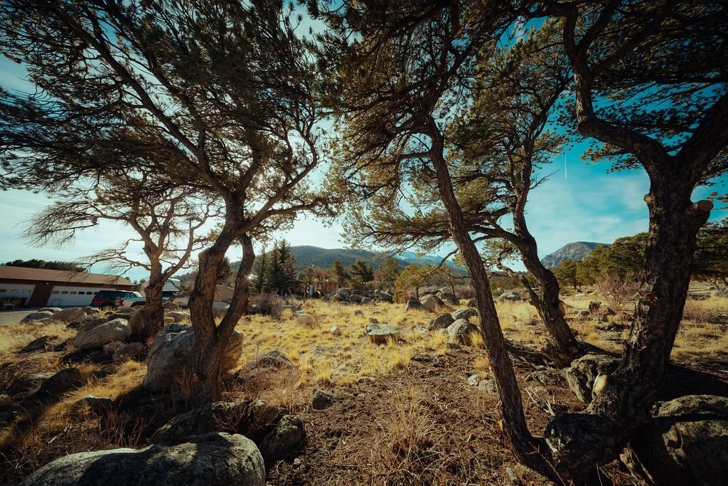 A landscape with several twisted trees, rocks, dry grass, a building with a garage, and distant mountains under a blue sky.