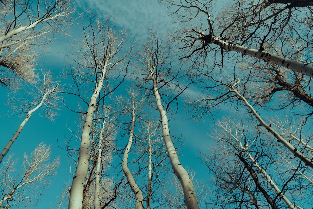 Looking up at leafless trees against a blue sky.