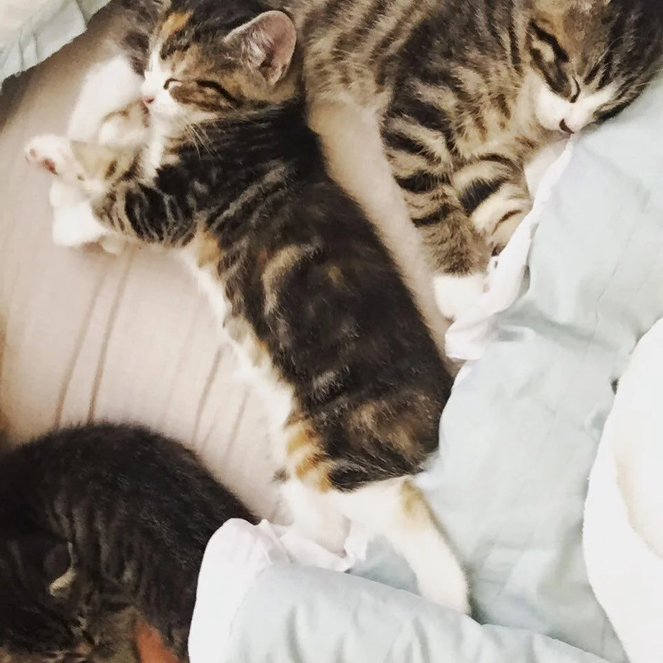 Four tabby cats cuddling and sleeping together on a bed.
