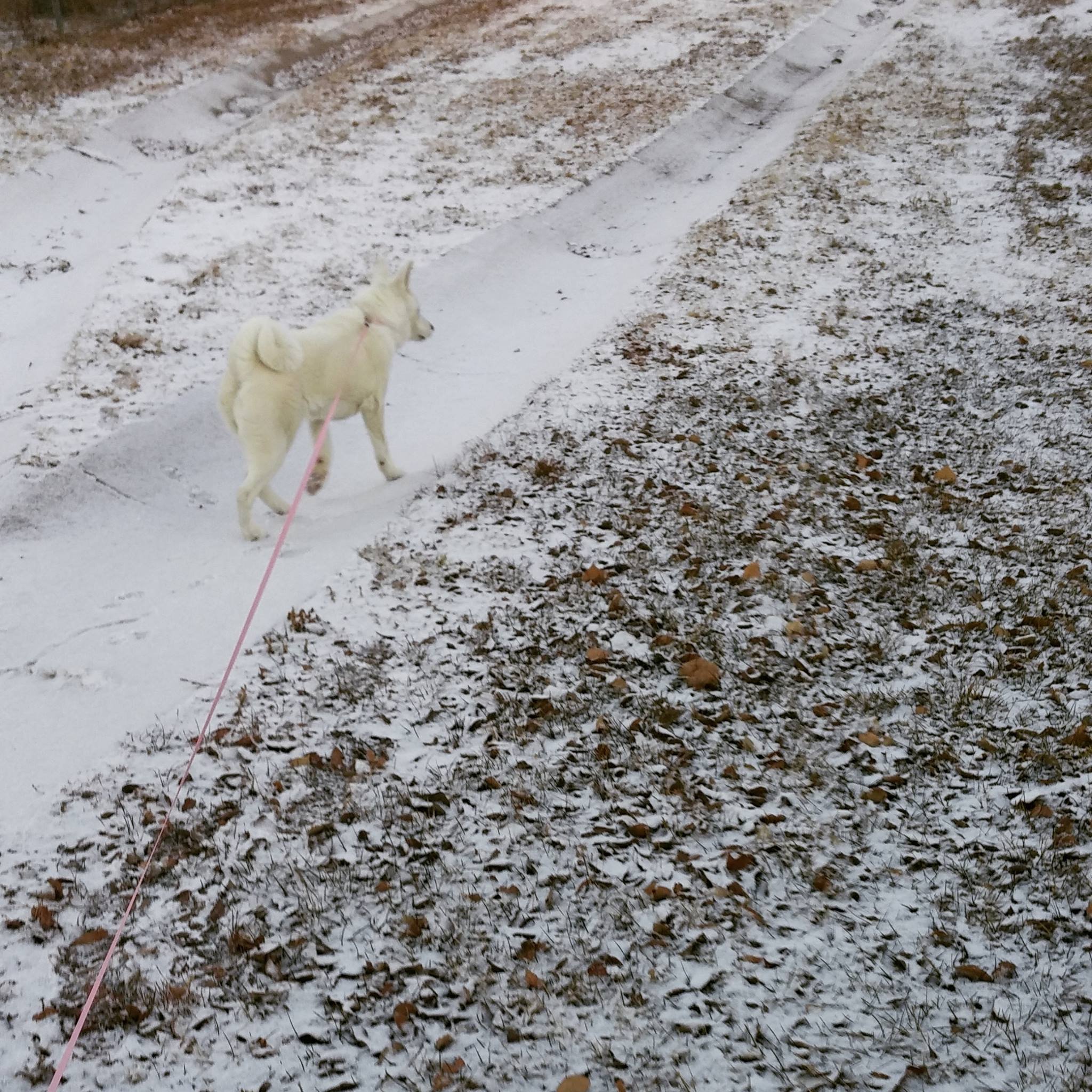 A white dog on a pink leash walking on a snowy trail through a winter landscape with brown fallen leaves on the ground.