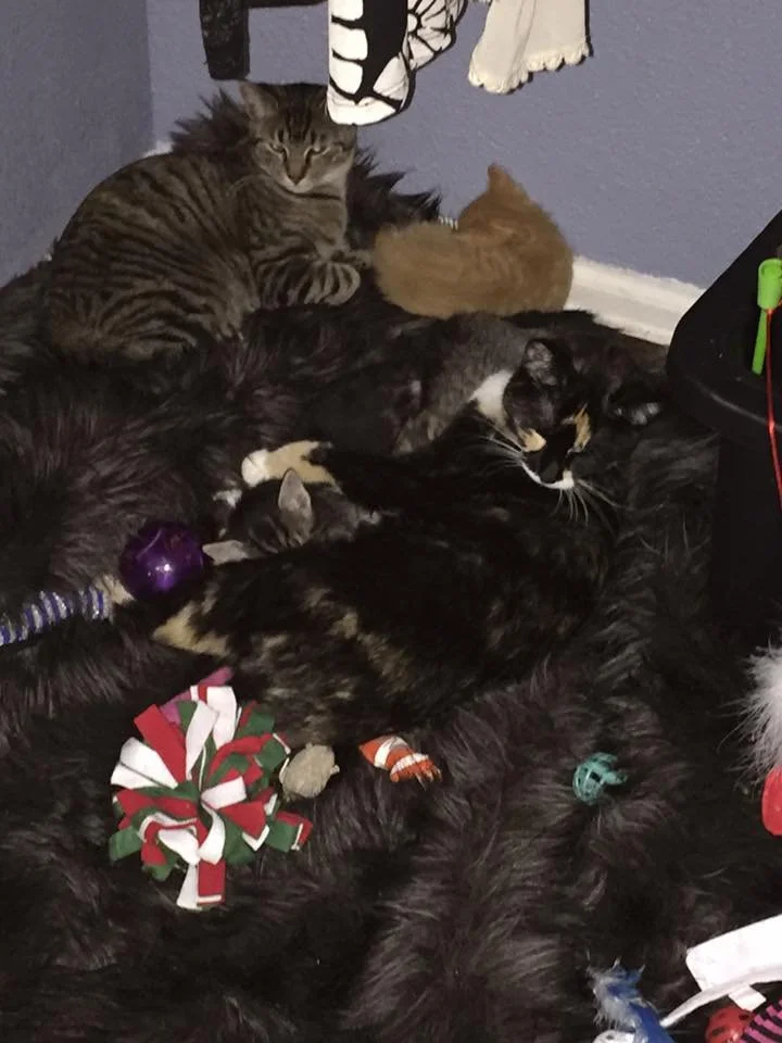 Multiple cats are cuddled together on a furry black blanket, some sleeping and some awake, with household items and decorations around them.