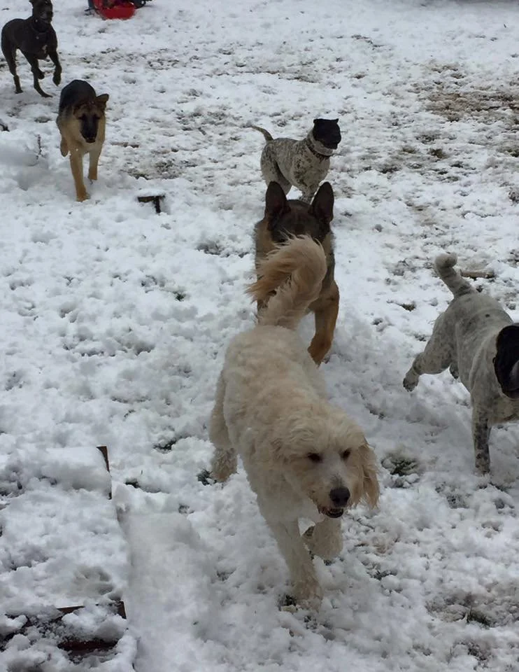 Several dogs playing and running in the snow outdoors.