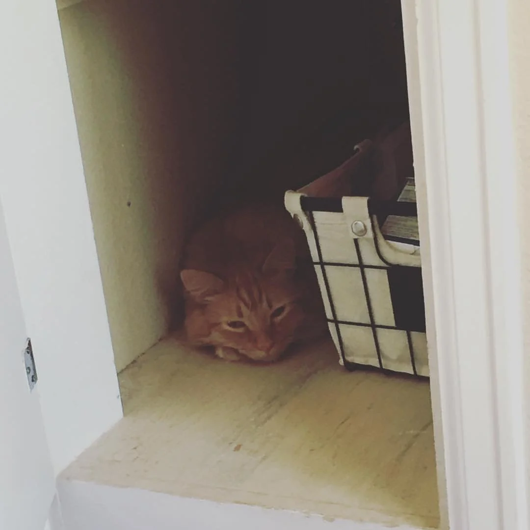 Orange tabby cat resting on a shelf next to a wire basket inside a cupboard.