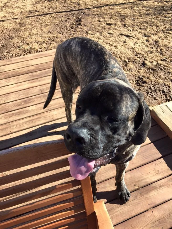A black and gray brindle dog with its mouth open and tongue out, standing on a wooden deck with dirt ground in the background.