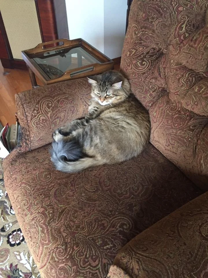 A fluffy gray and brown tabby cat sleeping on a patterned upholstered sofa in a living room.
