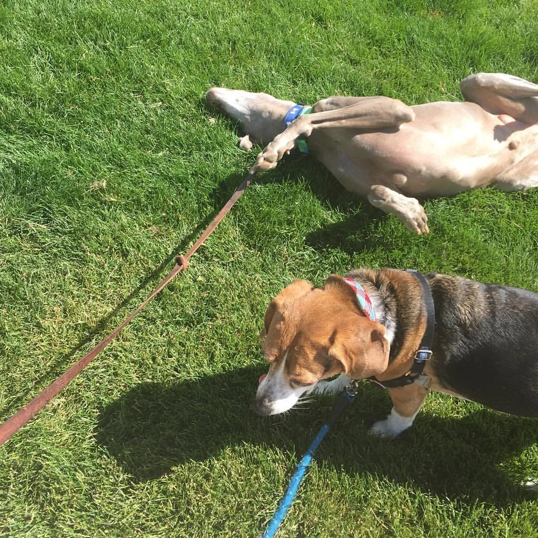A beagle dog and a tan-colored dog lying on green grass, with the beagle sniffing the grass and the tan dog resting with its eyes closed.