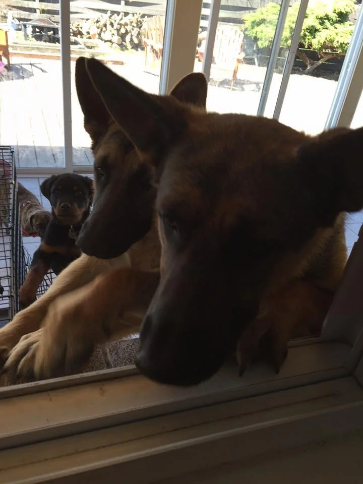 Two dogs looking through a glass door, with a puppy inside and an outdoor patio in the background.
