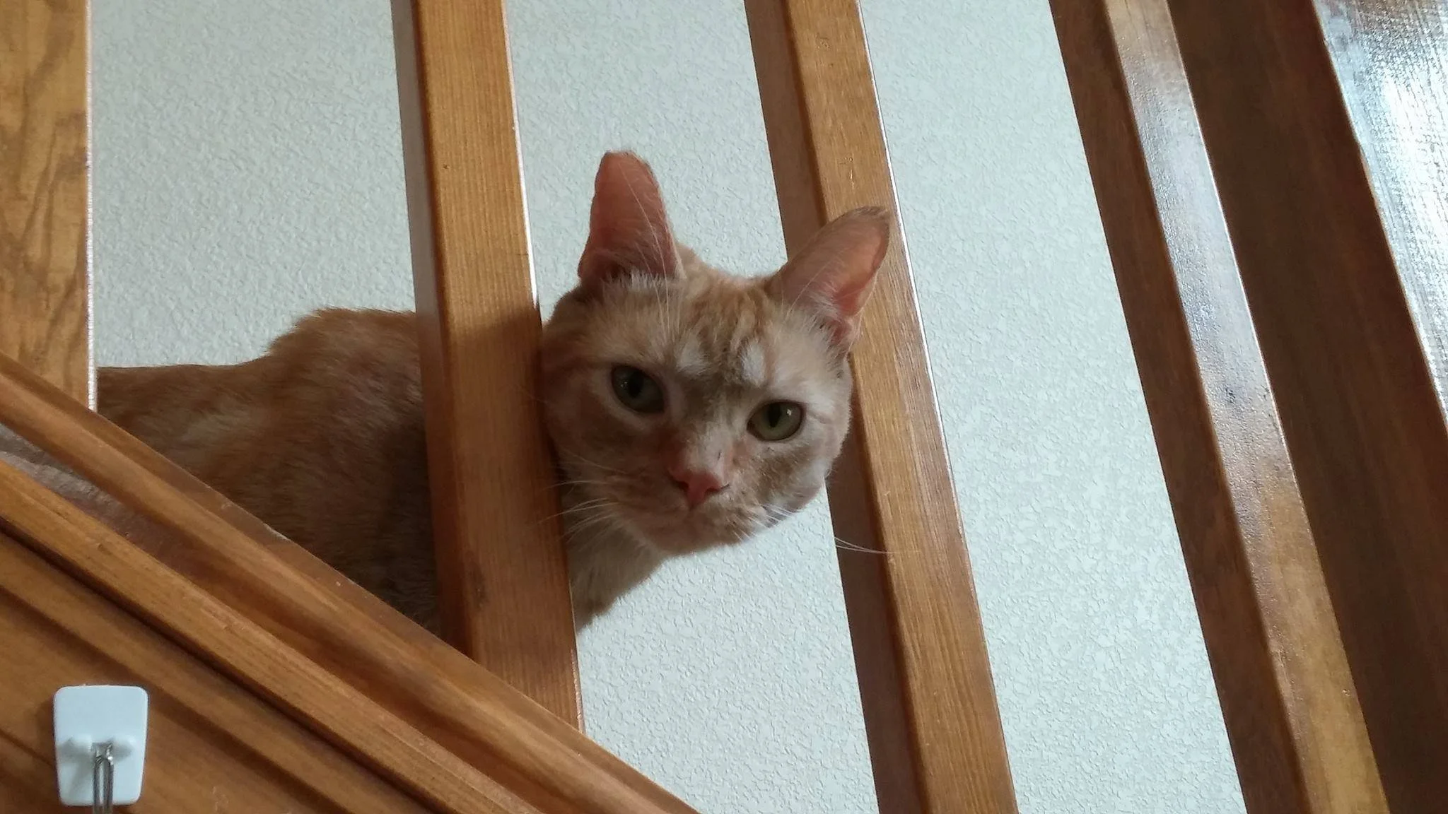 Orange tabby cat peeking through wooden railing on staircase