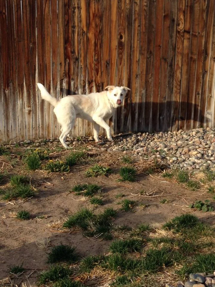 A white dog with light tan markings near a wooden fence, standing on dirt and grass with small green plants, casting a shadow on the fence.