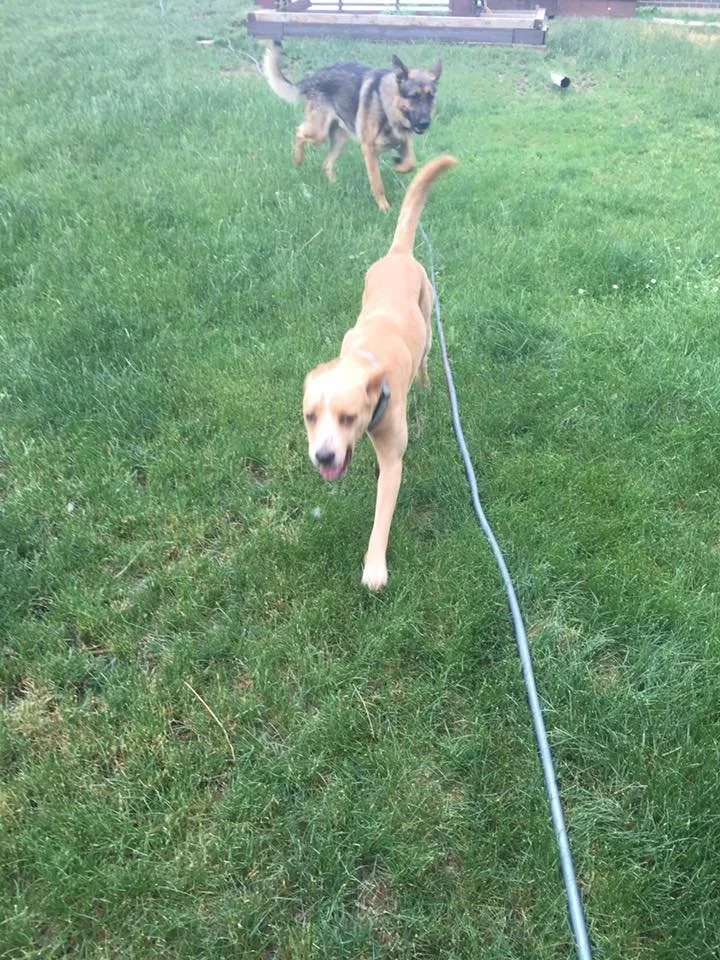 Two dogs playing on a grassy lawn, one tan and the other black and tan, near a wooden bench.