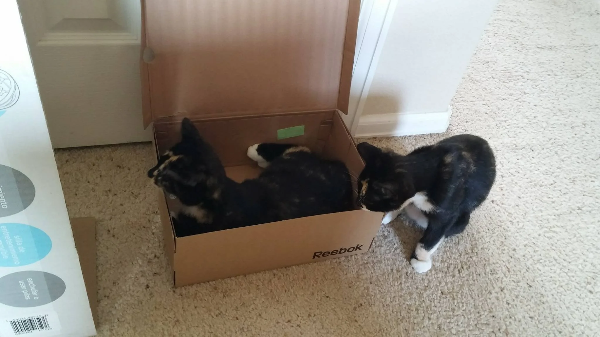 Two calico cats with black, orange, and white fur near a cardboard Reebok shoebox; one cat is inside the box looking away, the other is outside sniffing the box, on beige carpeted floor.