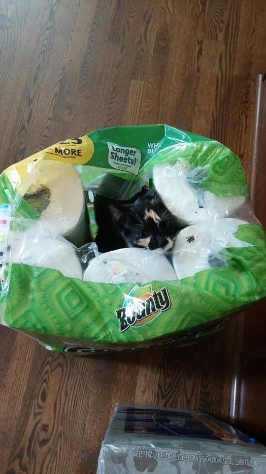 A black and white kitten resting inside a bag of Bounty paper towels on a wooden floor.