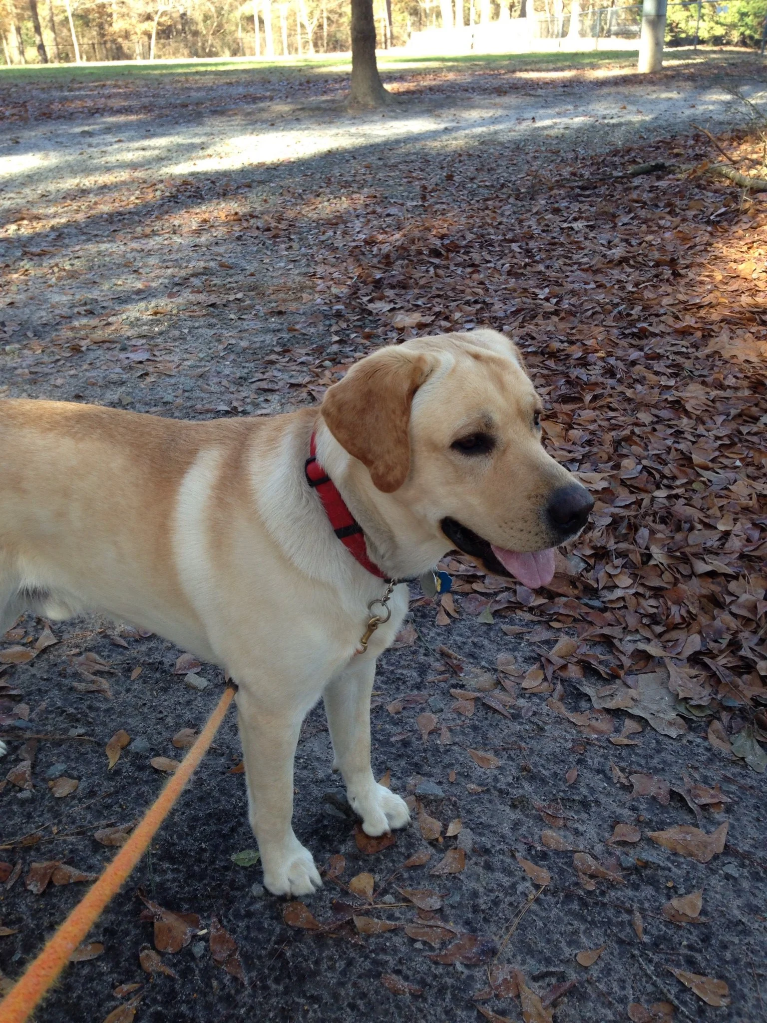 A yellow Labrador retriever dog with a red collar and leash, standing on a leaf-covered ground in a park with trees and sunlight filtering through the branches.