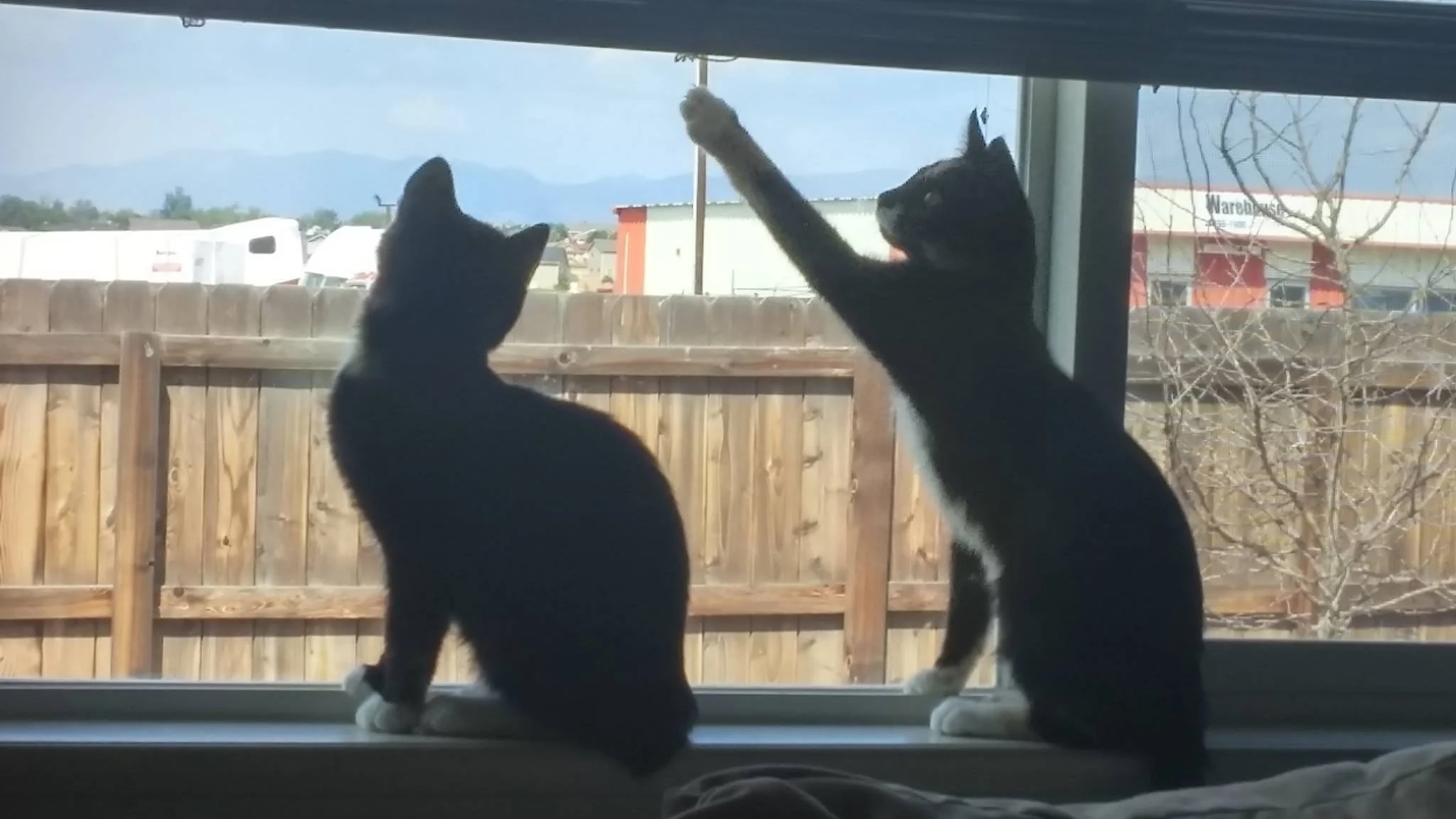 Two black and white cats sitting on a windowsill, one reaching up with its paw, outside a fenced backyard with trees and buildings, mountains in the distance.