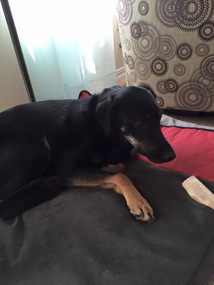 German Shepherd puppy lying on a black blanket, looking downward with a curious expression. There is a patterned pillow and a sheer curtain in the background.