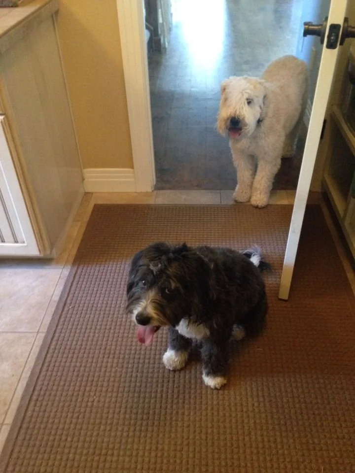 Two dogs sitting on a brown rug in a kitchen doorway, one black and white and the other cream-colored.