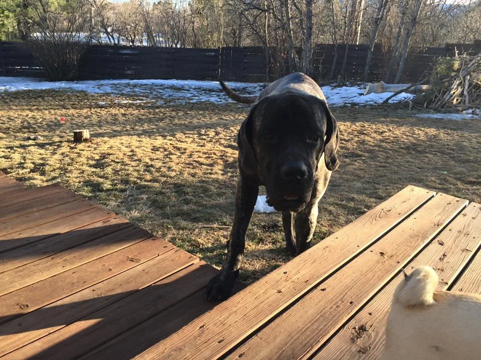 A large brindle-colored dog standing outdoors on a patchy lawn near a wooden deck, with a black fence and leafless trees in the background during winter.