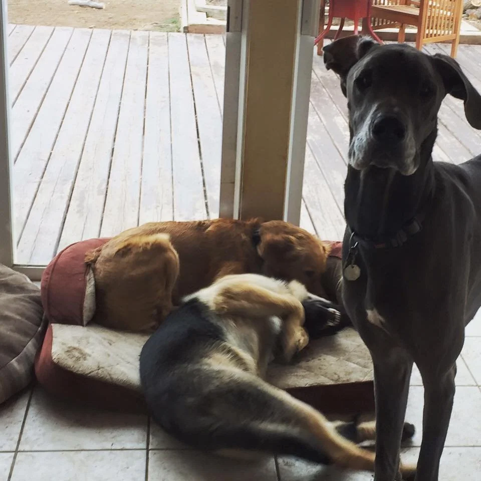 Three dogs resting on a dog bed near a sliding glass door, with one large black dog standing nearby.